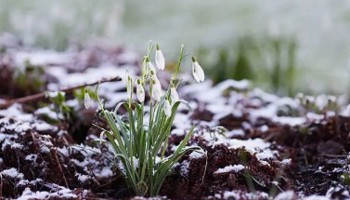 Gazette of the Board for plant varieties February 2026