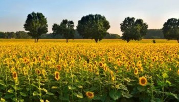 Gazette of the Board for plant varieties August 2025