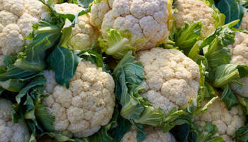 The submission requirements for autumn cauliflower have been changed