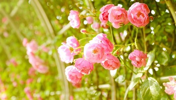 Gazette van de Raad voor plantenrassen mei 2025 Gazette van de Raad voor plantenrassen mei 2025