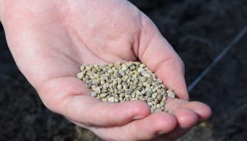 Gewijzigde TQ spinazie