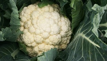 Wijziging inlevereisen courgette en diverse koolgewassen