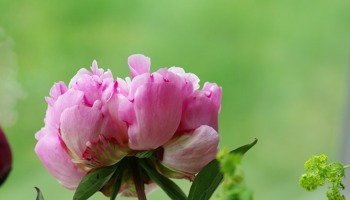 Gazette van de Raad voor plantenrassen juni 2025