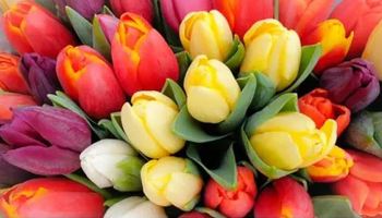Registratie van tulpen en andere bol- en knolgewassen
