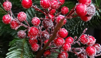 Gazette van de Raad voor plantenrassen december 2025