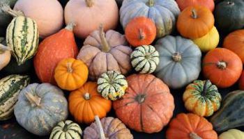 Gazette van de Raad voor plantenrassen november 2024