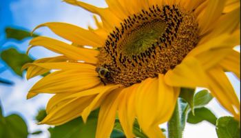 Gazette van de Raad voor plantenrassen augustus 2024