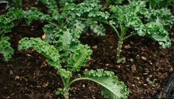 Crop 'kale' subject to registration