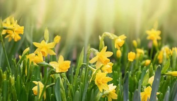 Gazette van de Raad voor plantenrassen maart 2026