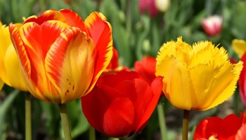 Gazette of the Board for plant varieties April 2025