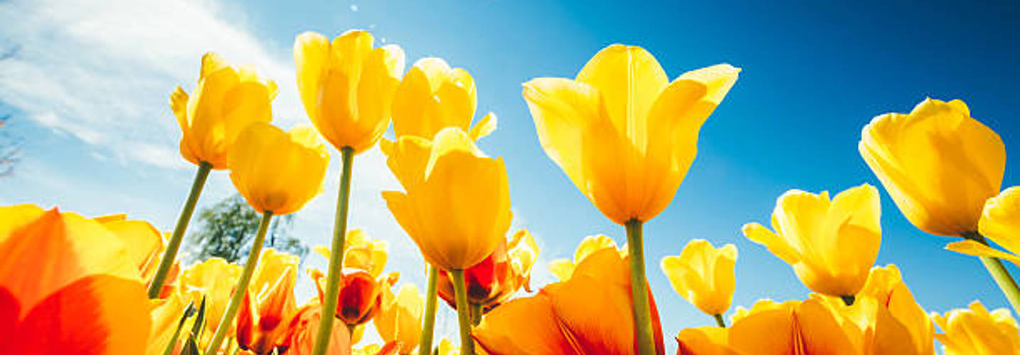 Yellow tulips