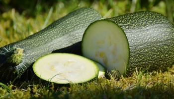 Uiterste aanvraag-/inleverdatum DUS-identiteitsmateriaal niet-rankende courgettes vervroegd met 2 weken