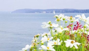Gazette van de Raad voor plantenrassen juli 2026