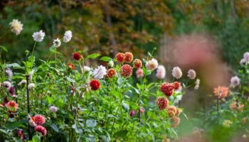 Gazette van de Raad voor plantenrassen september 2025