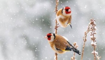 Gazette van de Raad voor plantenrassen januari 2026